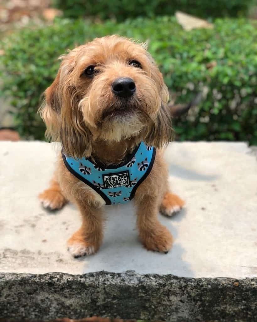 Beagle Poodle mix dog showcasing its unique physical characteristics