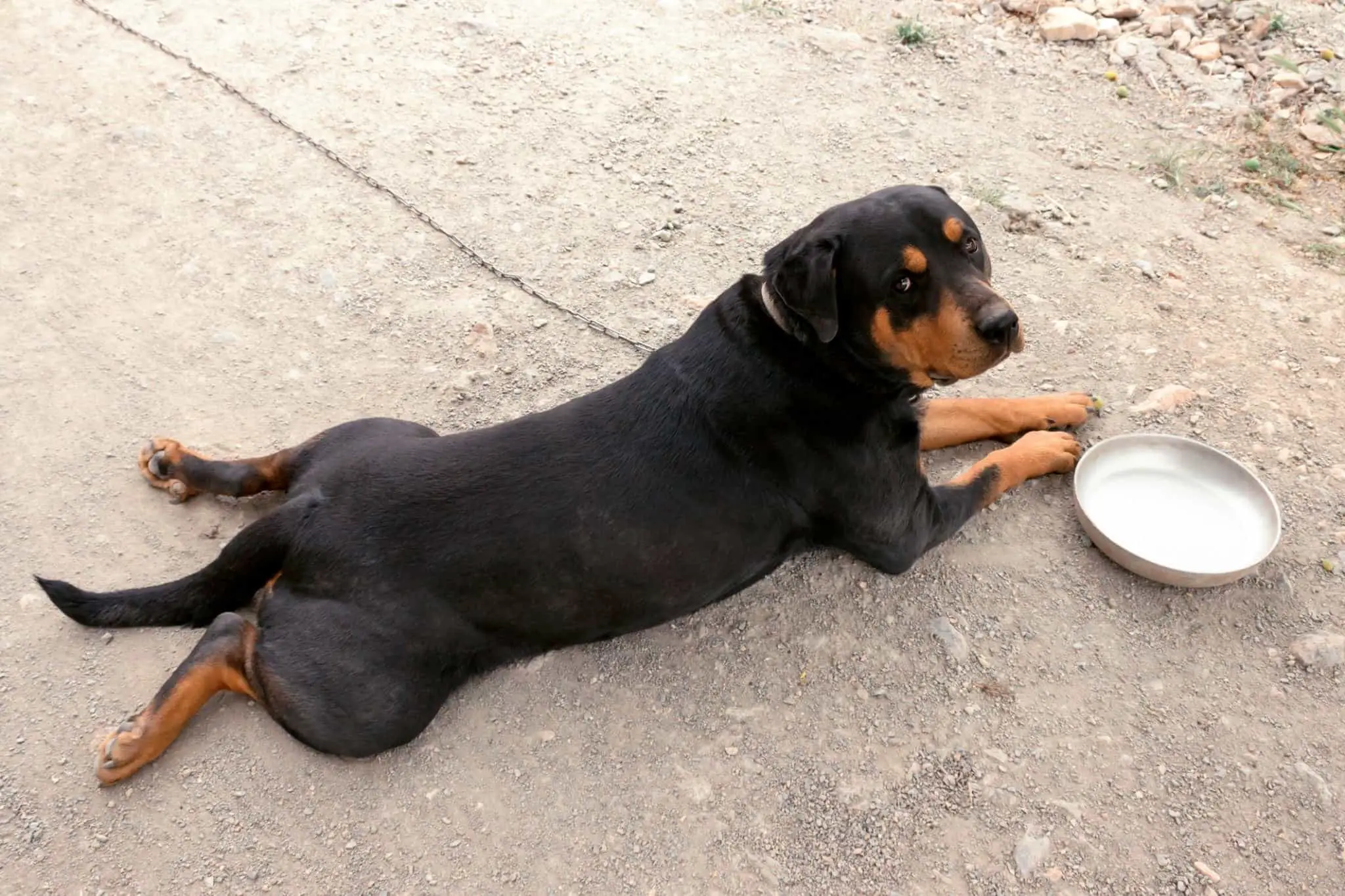 Healthy and vibrant Rottweiler in its prime