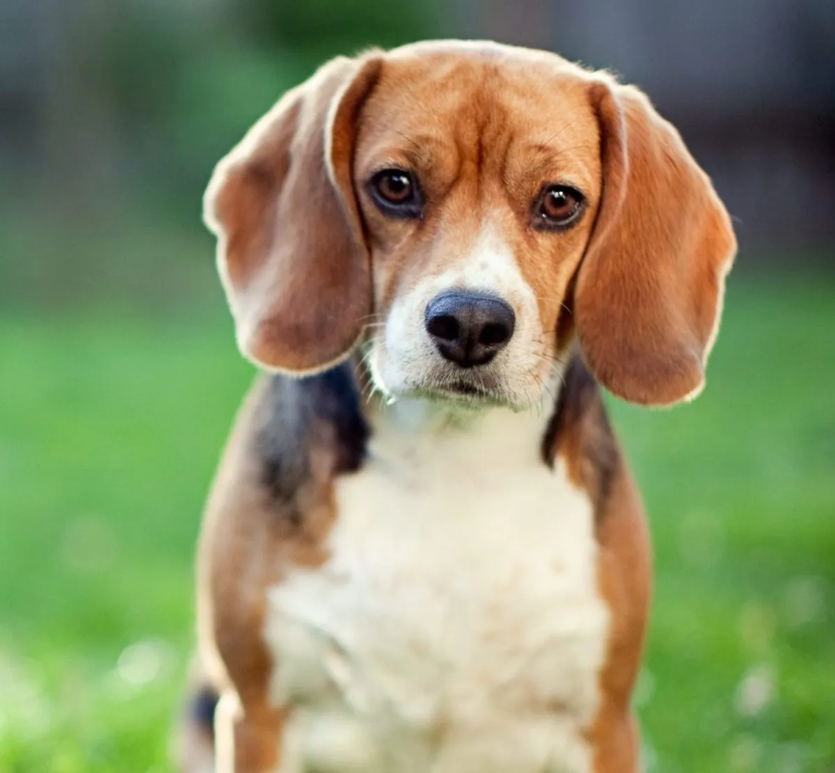 Happy and clean Beagle after a bath showing less shedding